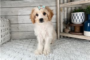 Lucy - Cavapoo for sale