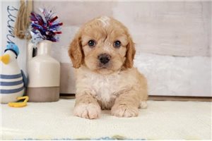 Jeremy - puppy for sale