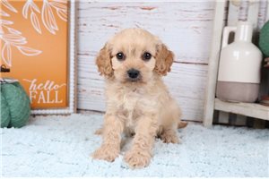 Radar - Cavapoo for sale