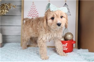 Patches - Cavapoo for sale