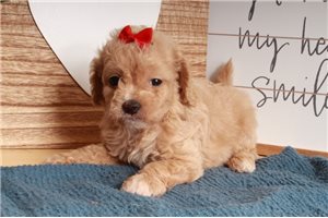 Ivory - Cavapoo for sale