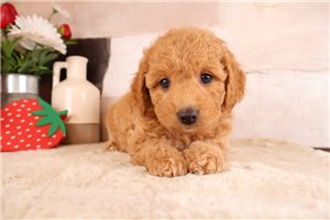 Nimbus - Cavapoo for sale