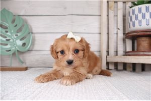 Goldie - Cavapoo for sale