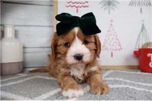 Pansy - Cavapoo for sale