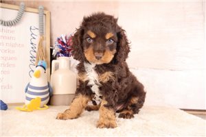 Rufus - puppy for sale