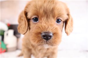 Mason - puppy for sale