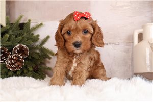 Ingrid - Cavapoo for sale