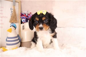 Yuki - Cavapoo for sale