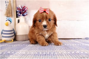 Teeny - puppy for sale