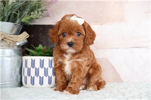 Zandra - Cavapoo for sale