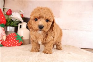 Niles - Cavapoo for sale