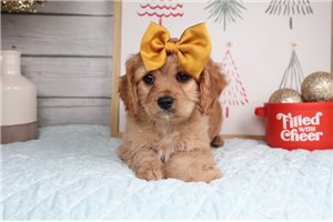 Paradise - Cavapoo for sale