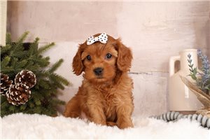 Irene - puppy for sale