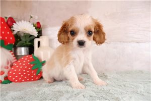 Enrico - puppy for sale