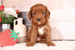Murray - Cavapoo for sale