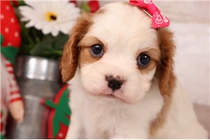 Flora - Cavapoo for sale