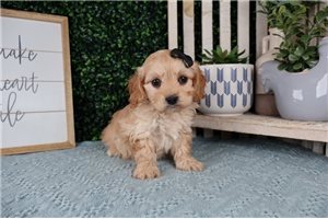 Lily - Cavapoo for sale