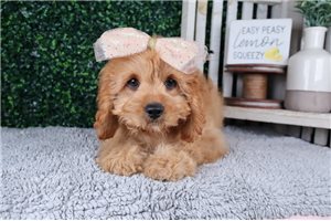 Winona - puppy for sale