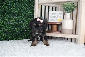Leisel - puppy for sale
