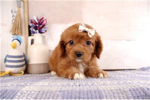 Teegan - Cavapoo for sale