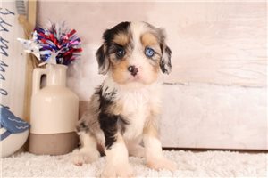 Nathan - puppy for sale