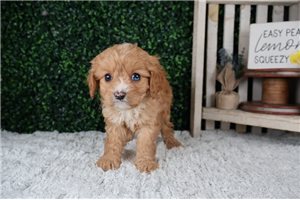 Legend - puppy for sale