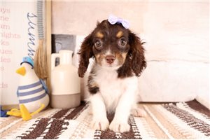 Reba - Cavapoo for sale