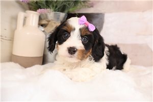 Olga - Cavapoo for sale