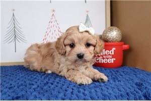 Perla - Cavapoo for sale