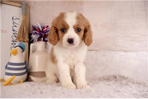 Hans - puppy for sale