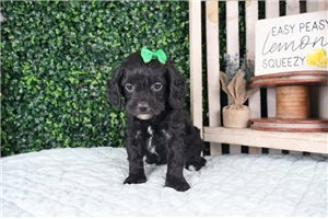 Josie - puppy for sale
