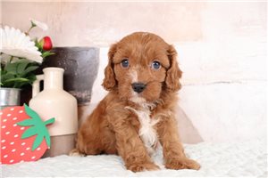 Ithacus - Cavapoo for sale