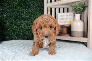 Leo - puppy for sale