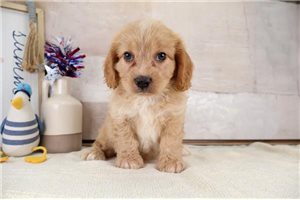 James - puppy for sale