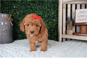 Liana - puppy for sale