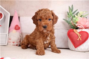 Everest - Cavapoo for sale