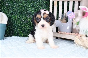 Audrey - puppy for sale