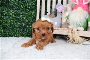 Claire - Cavapoo for sale