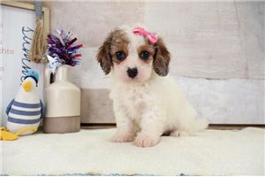 Junebug - puppy for sale