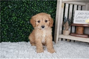 Lee - puppy for sale