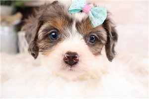 Olivia - Cavapoo for sale