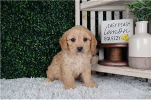 Lawrence - puppy for sale