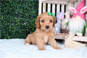 Aurora - puppy for sale
