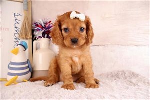 Hazel - Cavapoo for sale
