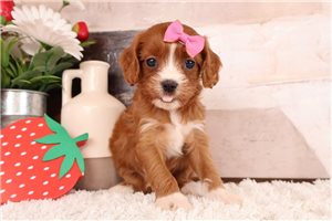 Melanie - puppy for sale