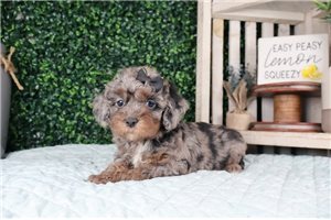 June - puppy for sale