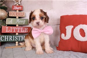Dynamo - Cavapoo for sale