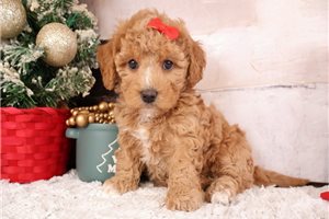 Celeste - Cavapoo for sale