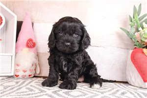 Eddie - Cavapoo for sale