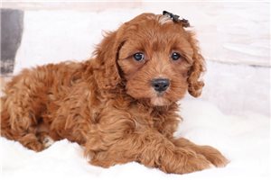 Gemma - Cavapoo for sale